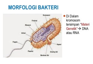 Struktur Morfologi Bakteri