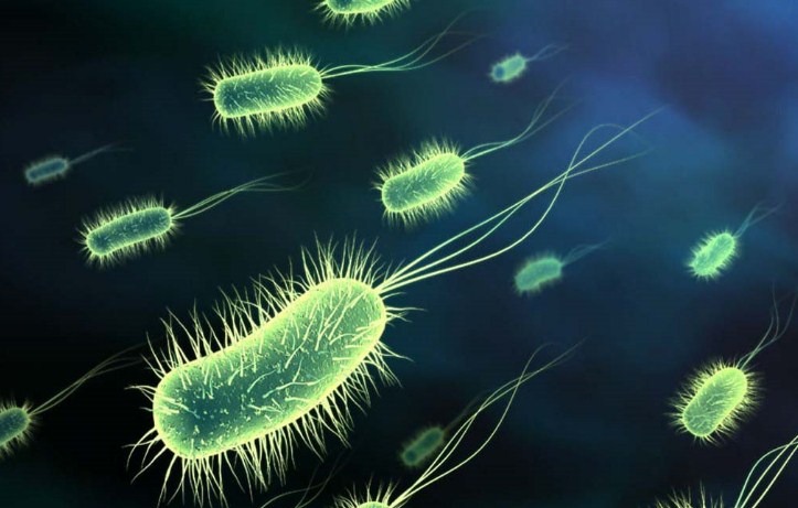 Ciri-Ciri Bakteri Secara Umum