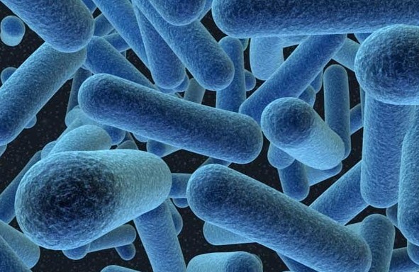 Macam-Macam Bakteri Yang Merugikan Bagi Manusia