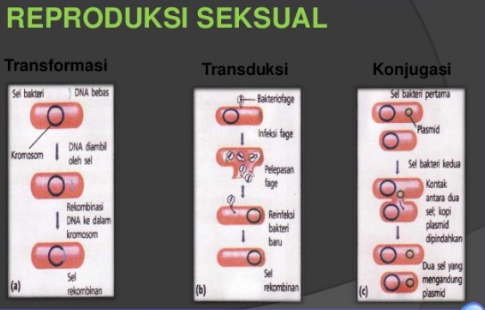 Cara Reproduksi Bakteri Secara Seksual dan Aseksual