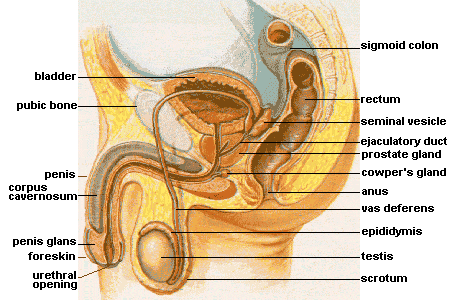 Pengertian, Struktur Anatomi dan Bagian Kelenjar Prostat
